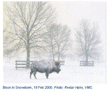  
Bison in Snowstorm, 18 Feb 2000. Photo: Reidar Hahn, VMS.
